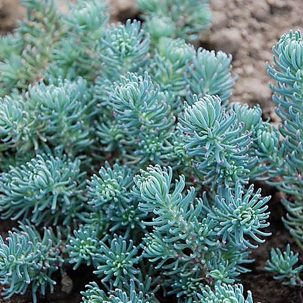 Blue Spruce accent plant