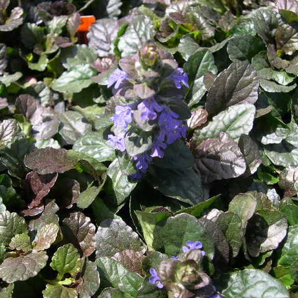 Bronze Beauty accent plant