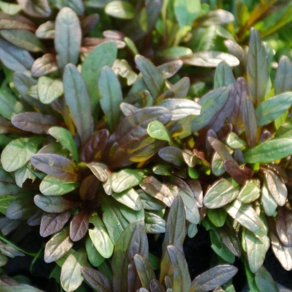 Chocolate Chip accent plant
