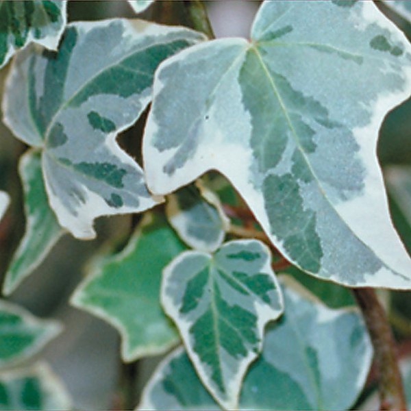 Glacier accent plant