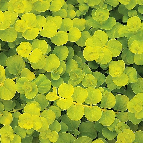 Goldi accent plant