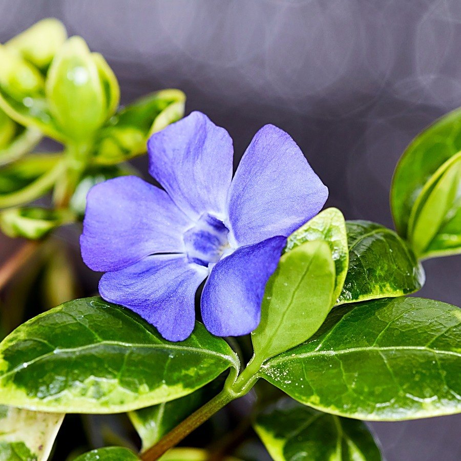 Vinca vine Expoflora