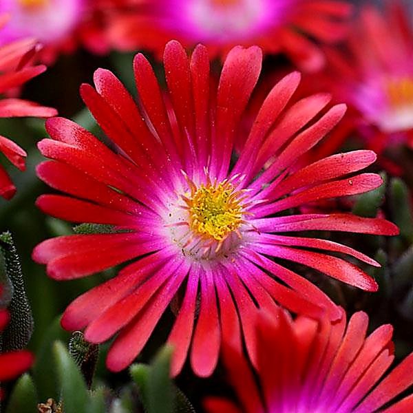 Jewel of Desert Garnet accent plant