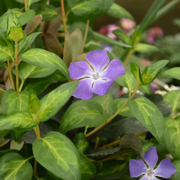 Maculata accent plant