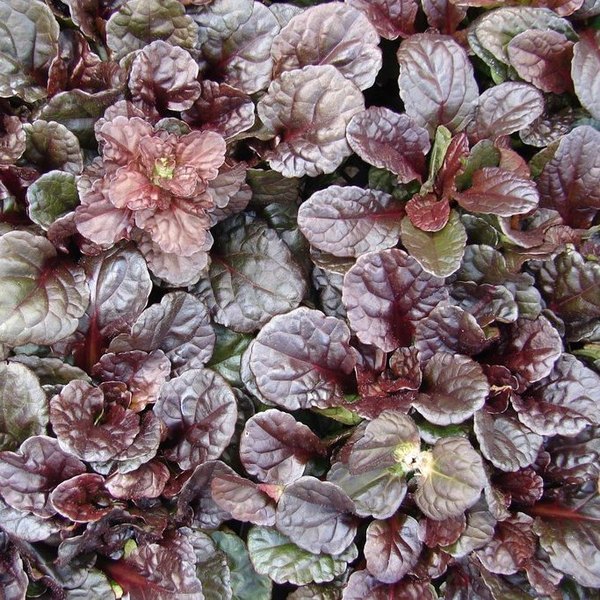 Mahogany accent plant