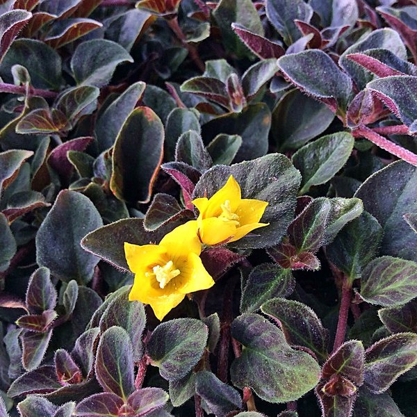 Midnight Sun accent plant