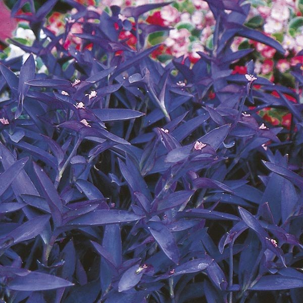 Setcreasea Purple accent plant