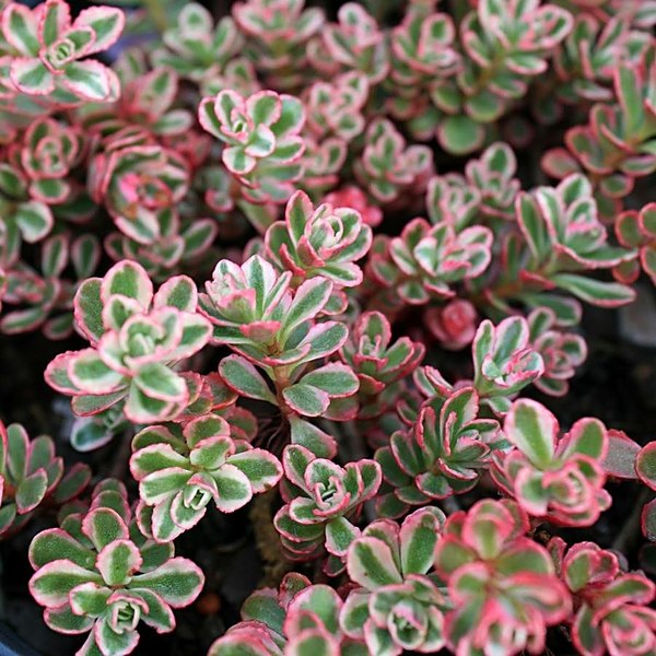 Tricolor accent plant