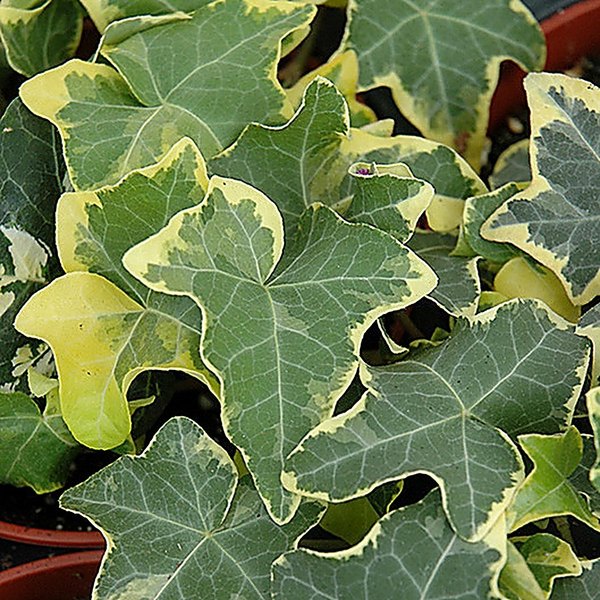 Yellow Ripple accent plant