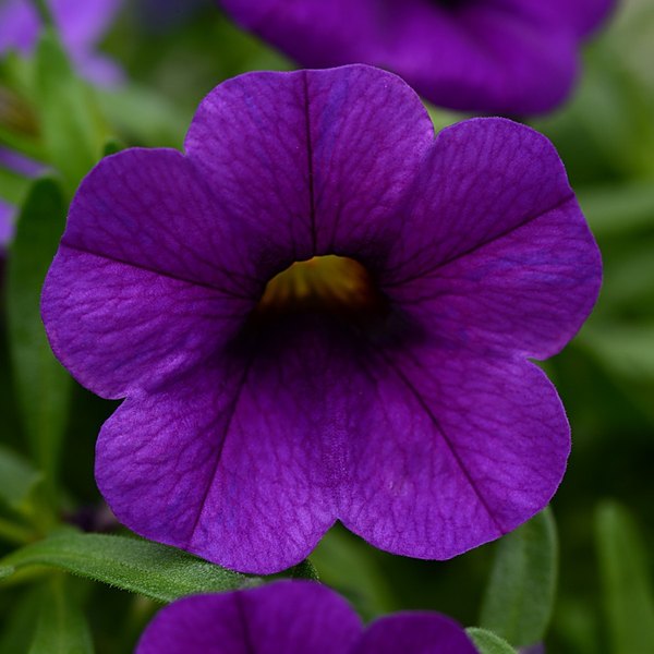 Dark Blue annual