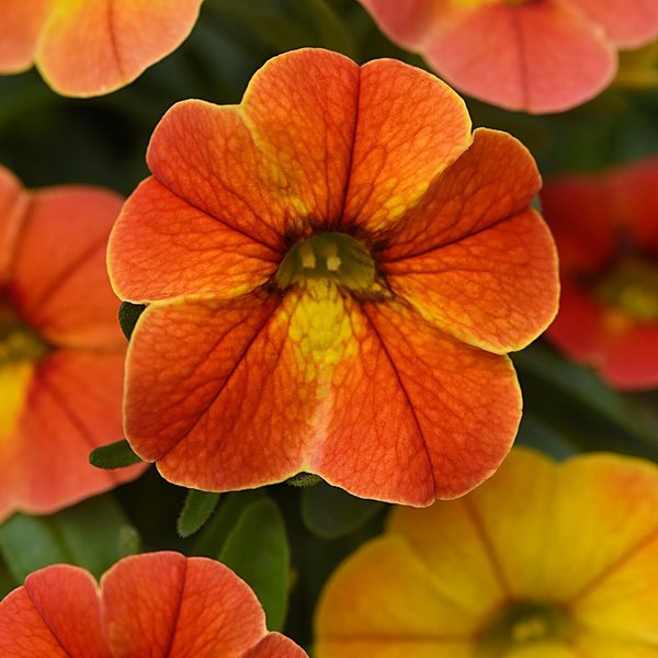 Diva Orange annual
