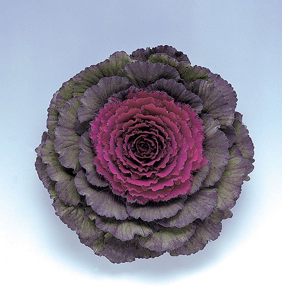 Pigeon Purple flowering cabbage