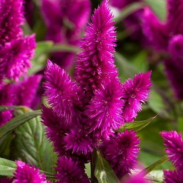 Intenz Dark Purple annual