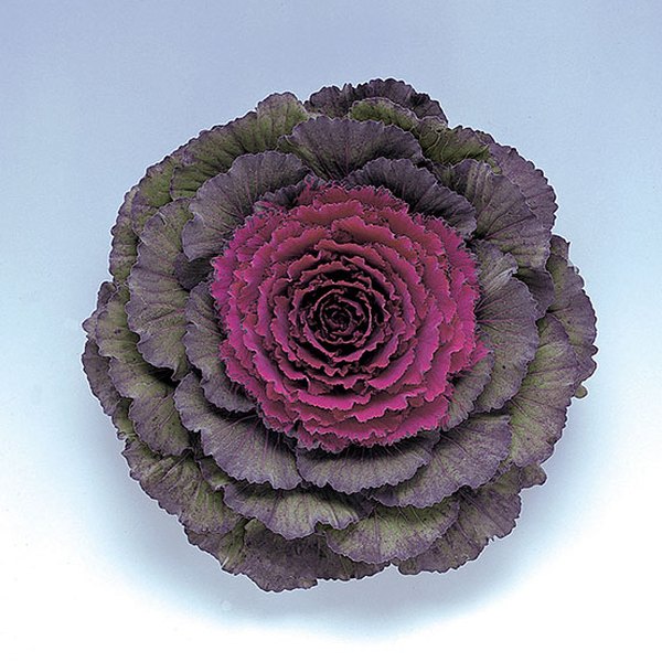 Purple annual