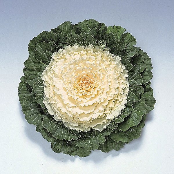 White annual