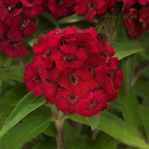 Raspberry annual