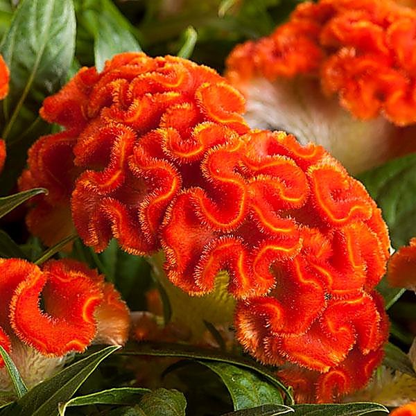 Twisted Orange Dark annual