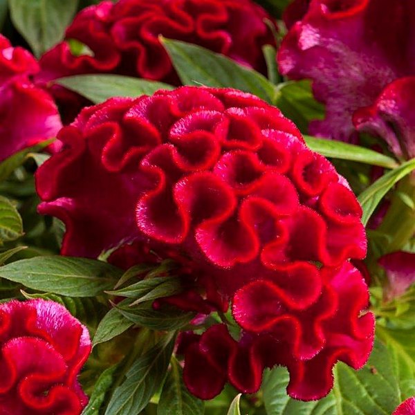 Twisted Strawberry annual