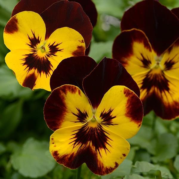 Fire spreading pansy