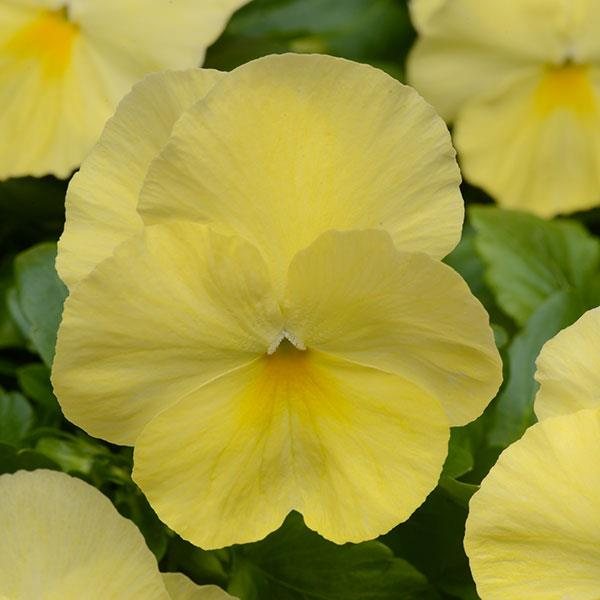 Lemon Improved spreading pansy