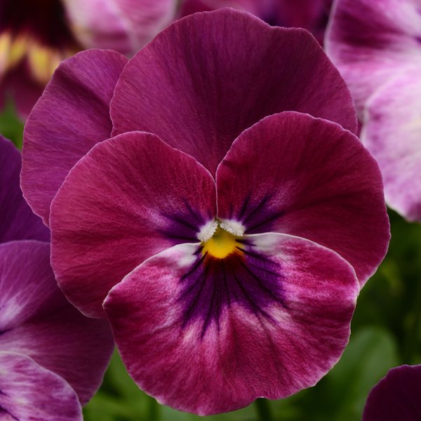 Raspberry spreading pansy