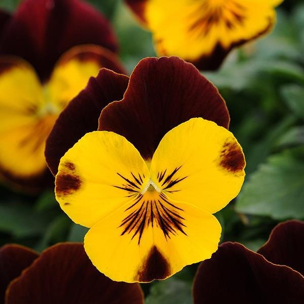 Sunshine 'N Wine spreading pansy