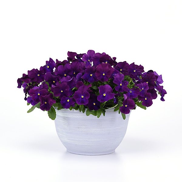 Violet spreading pansy