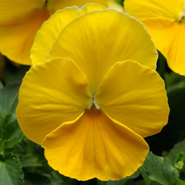 Yellow spreading pansy