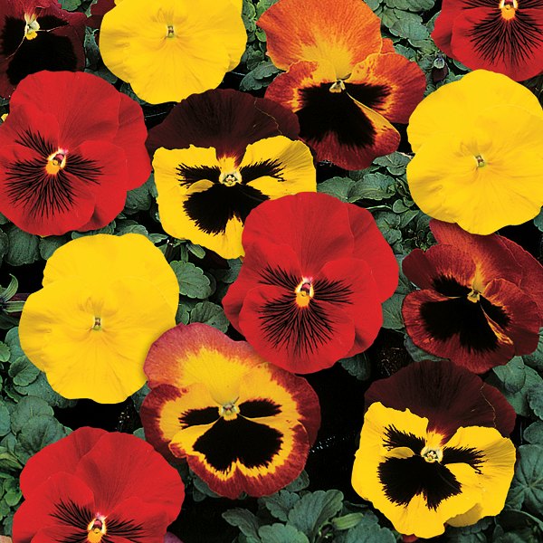 Blaze pansy