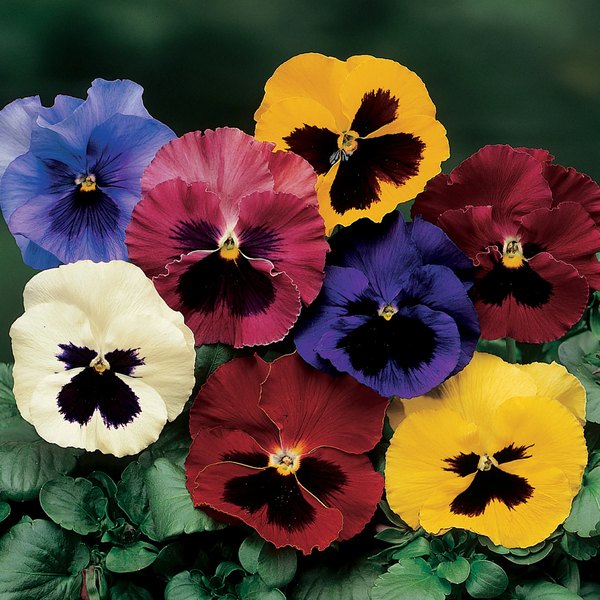 Blotched Mix pansy