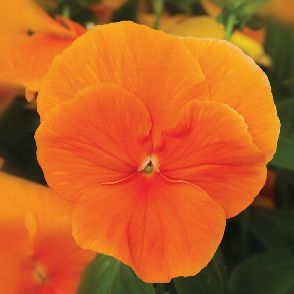 Clear Orange pansy