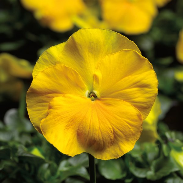 Clear Yellow pansy