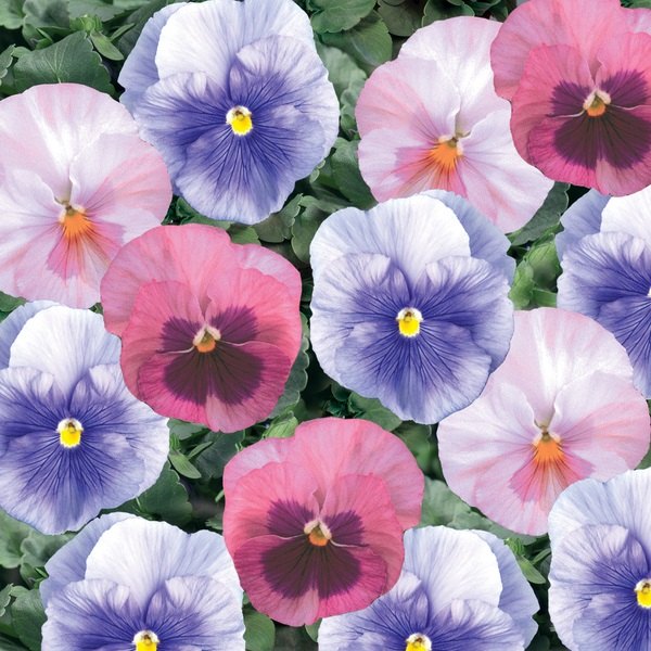 Cotton Candy pansy
