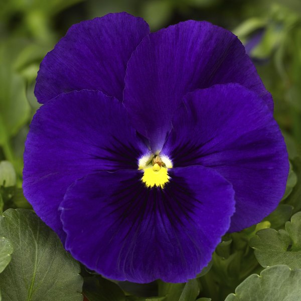 Deep Blue pansy