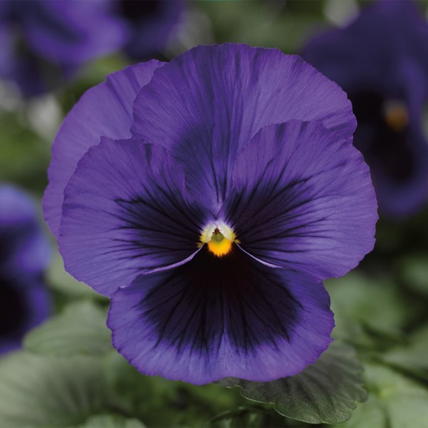 Deep Blue with Blotch pansy