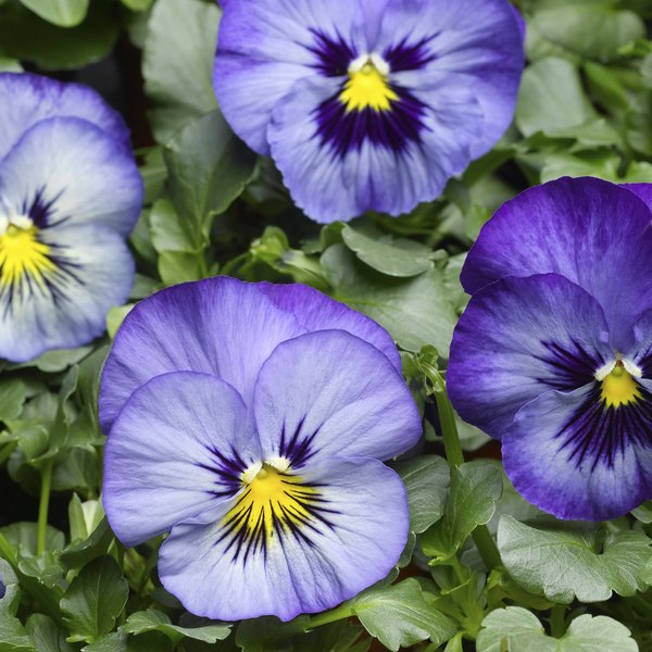 Frost pansy