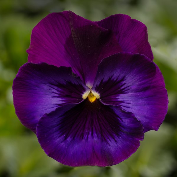 Neon Violet pansy