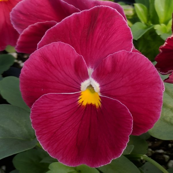 Pure Rose pansy