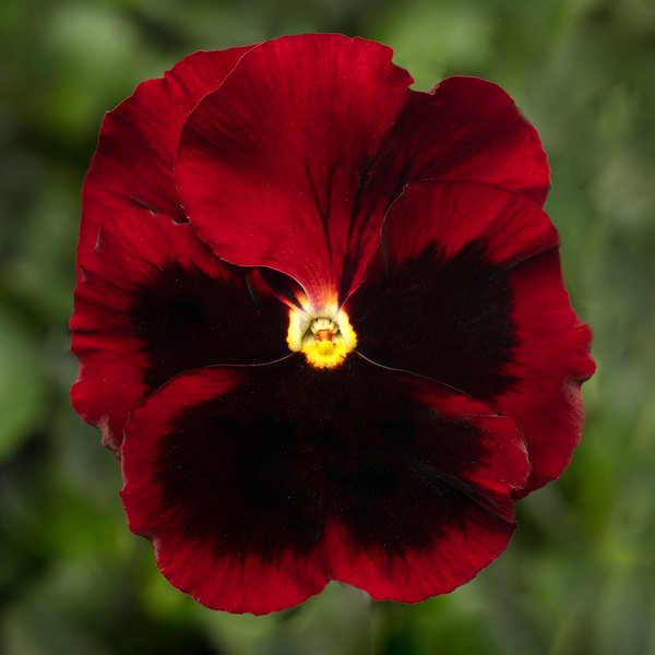 Red with Blotch pansy