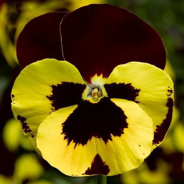 Yellow with Red Wing pansy
