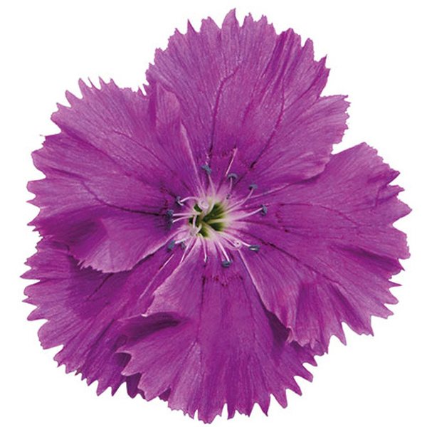 Blueberry dianthus