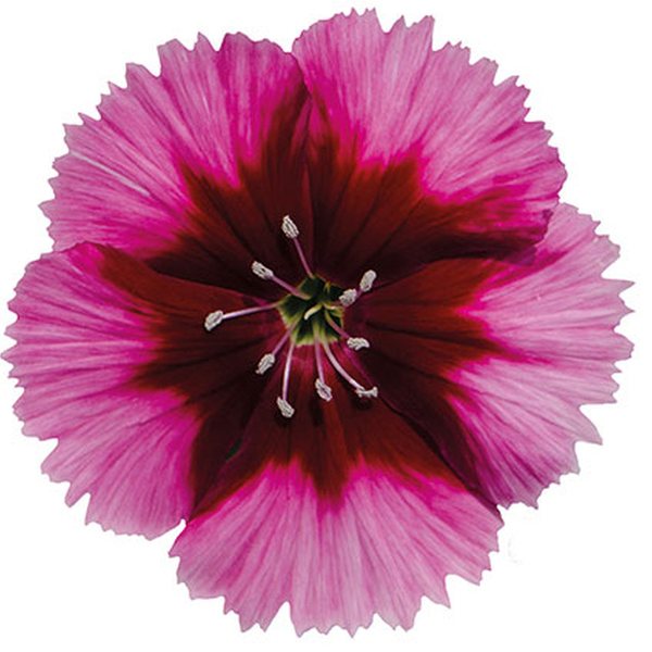 Crimson Picotee dianthus