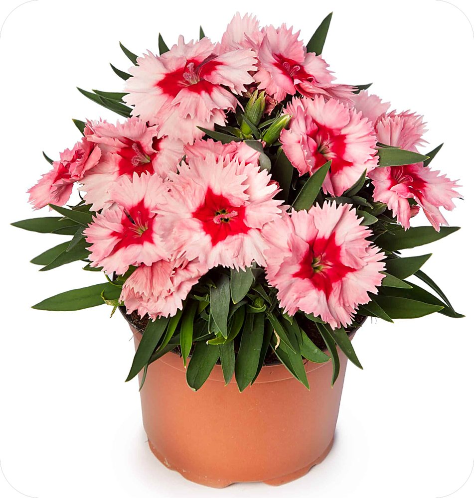 Super Parfait dianthus