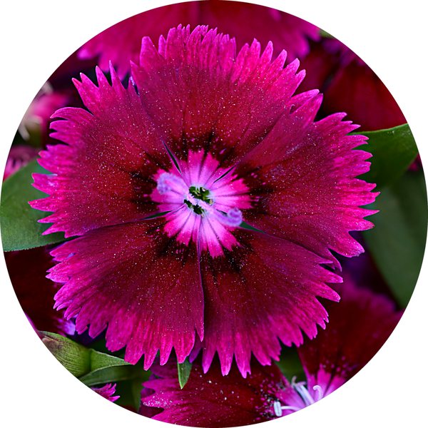 Purple dianthus