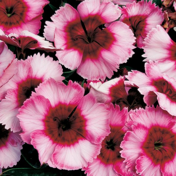 Raspberry dianthus
