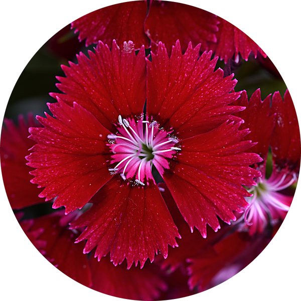 Red dianthus