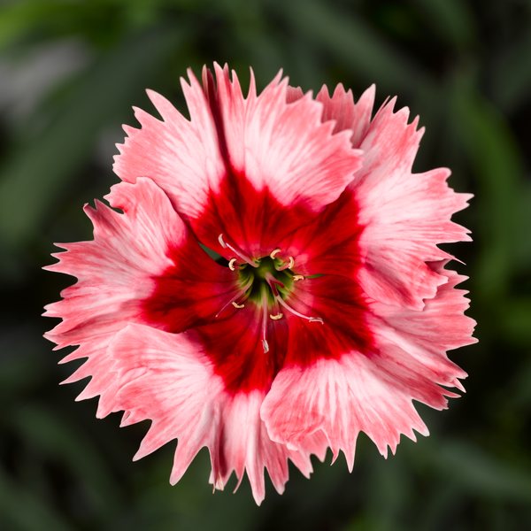 Strawberry dianthus