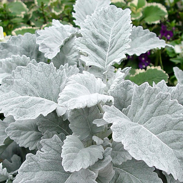 New Look dusty miller