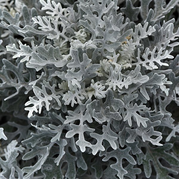 Silverdust dusty miller
