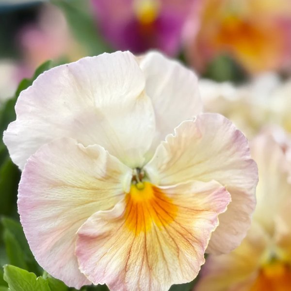 Antique Shades, blush and apricot pansy